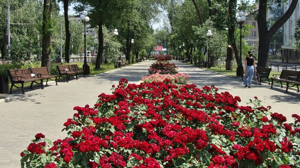 Донецк город роз. Розарий парк Щербакова Донецк. Парк Щербакова цветник Донецк. Аллея роз на Донбассе.