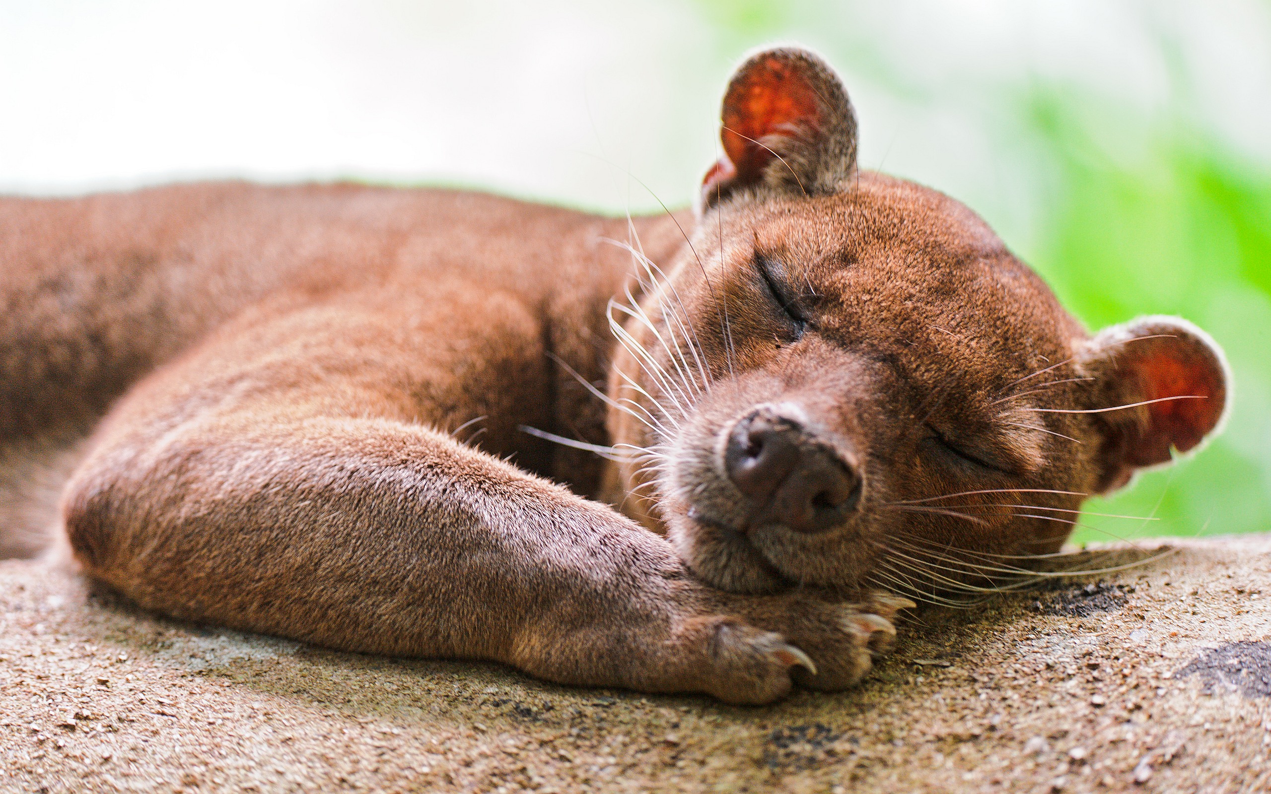 This animal is brown