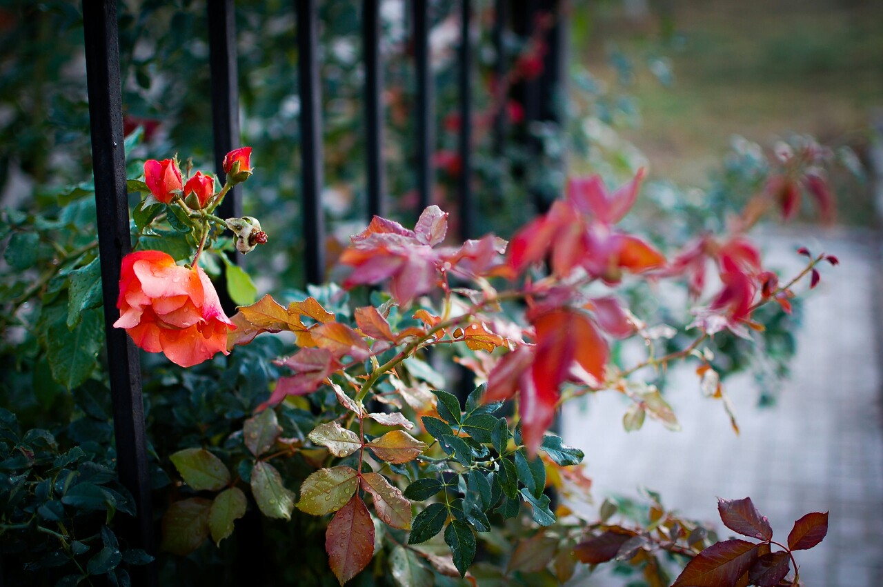 Осенняя роза под дождем